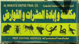 Arabisch und Englisch
